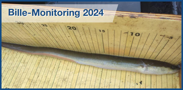 Bille-Monitoring 2024