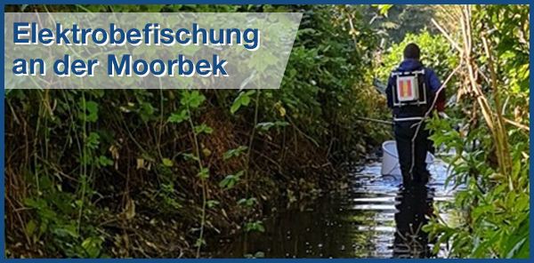 Elektrobefischung an der Moorbek