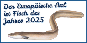 Fisch des Jahres 2025: Europ. Aal